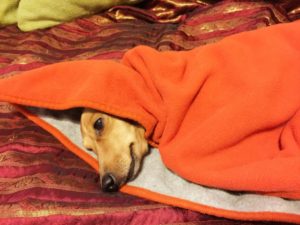 犬の臭い対策